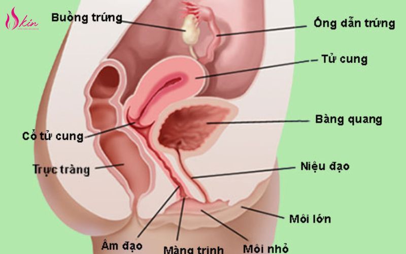 vị trí tầng sinh môn khi nâng sa trễ tầng sinh môn