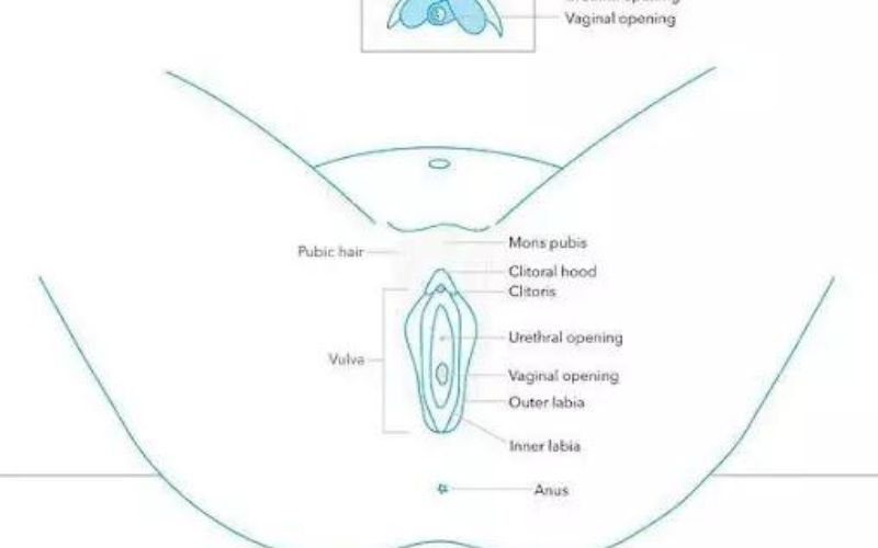thu nhỏ mũ âm vật Vkin Clinic 2